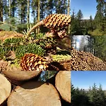 Domek alpejski Newland Valley Log *
